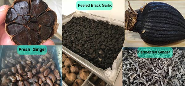 black garlic machine for different application.jpg